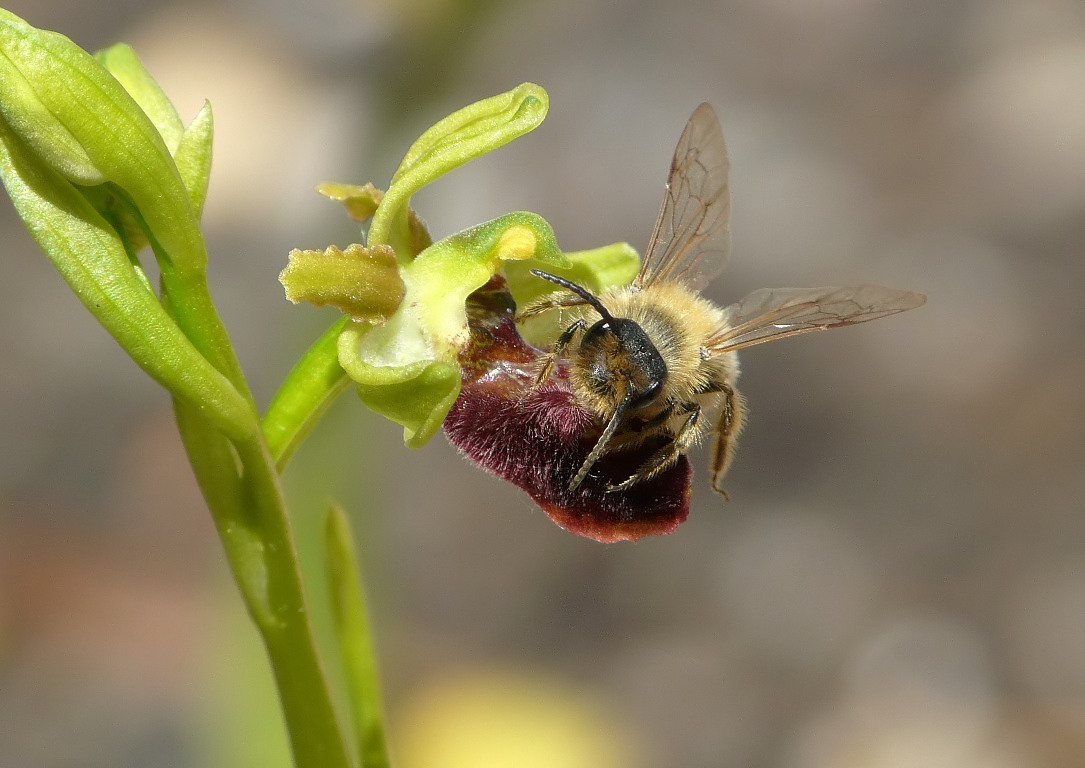 Quale andrena ?  Andrena nigroaenea e Andrena sp.